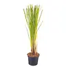 Cortaderia selloana 'Rosea' | roze pampasgras | 13 cm pot | 35 cm hoog