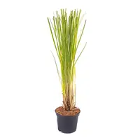 Cortaderia selloana 'Rosea' | roze pampasgras met zachte pluimen | 13 cm pot | ca. 35 cm bij levering