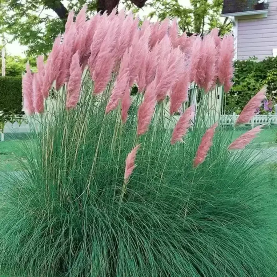 Cortaderia selloana 'Rosea' | roze pampasgras met zachte pluimen | 13 cm pot | ca. 35 cm bij levering