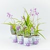 Bletilla blauw |12cm pot | ± 20 cm hoog