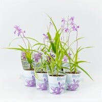 Bletilla striata ``Blue`` | Japanse grondorchidee | 20cm hoog