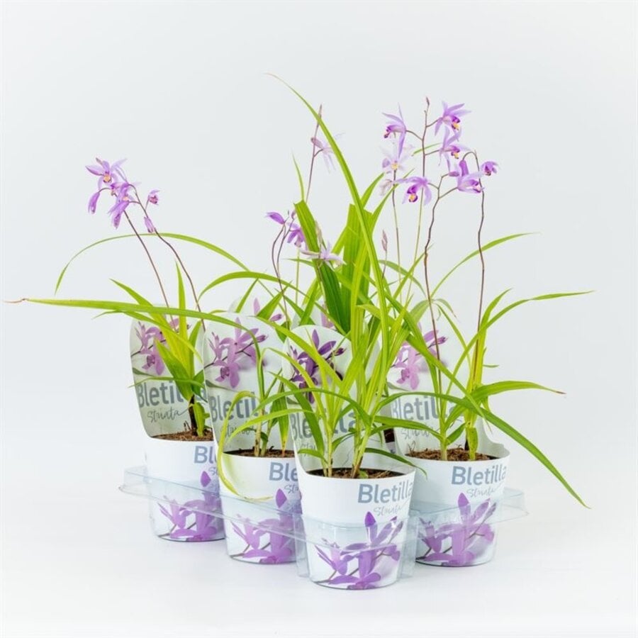 Bletilla striata ``Blue`` | Japanse grondorchidee | 20cm hoog