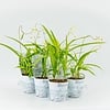 Bletilla wit |12cm pot | ± 20 cm hoog