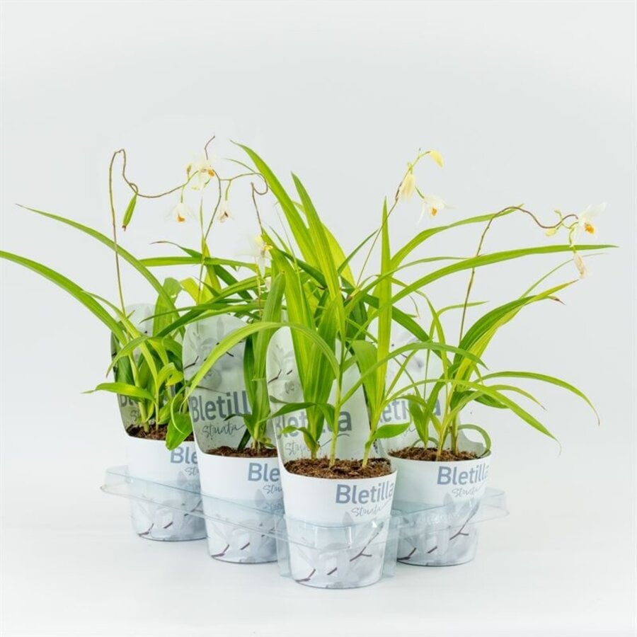 Bletilla wit |12cm pot | ± 20 cm hoog