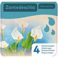 Droogverpakking Waterplant Zandedeschia