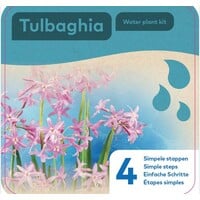 Droogverpakking Waterplant Tulbaghia