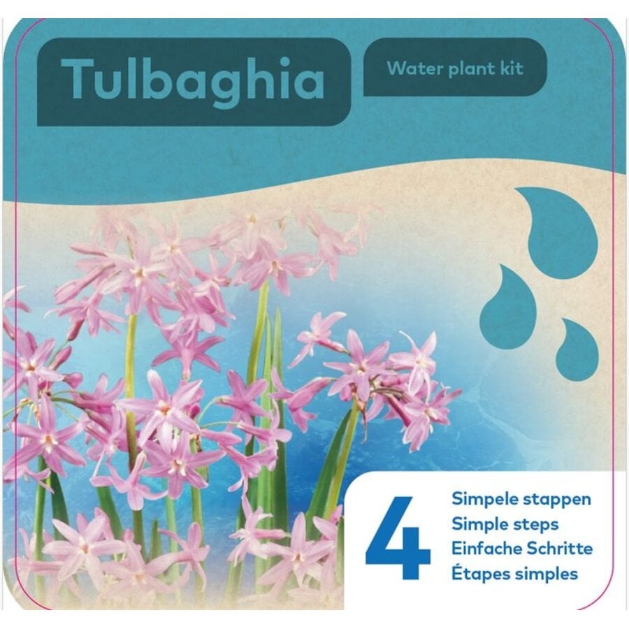 Droogverpakking Waterplant Tulbaghia
