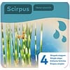 Droogverpakking Waterplant Scirpus `Zebrinus`