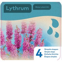Droogverpakking Waterplant Lythrum