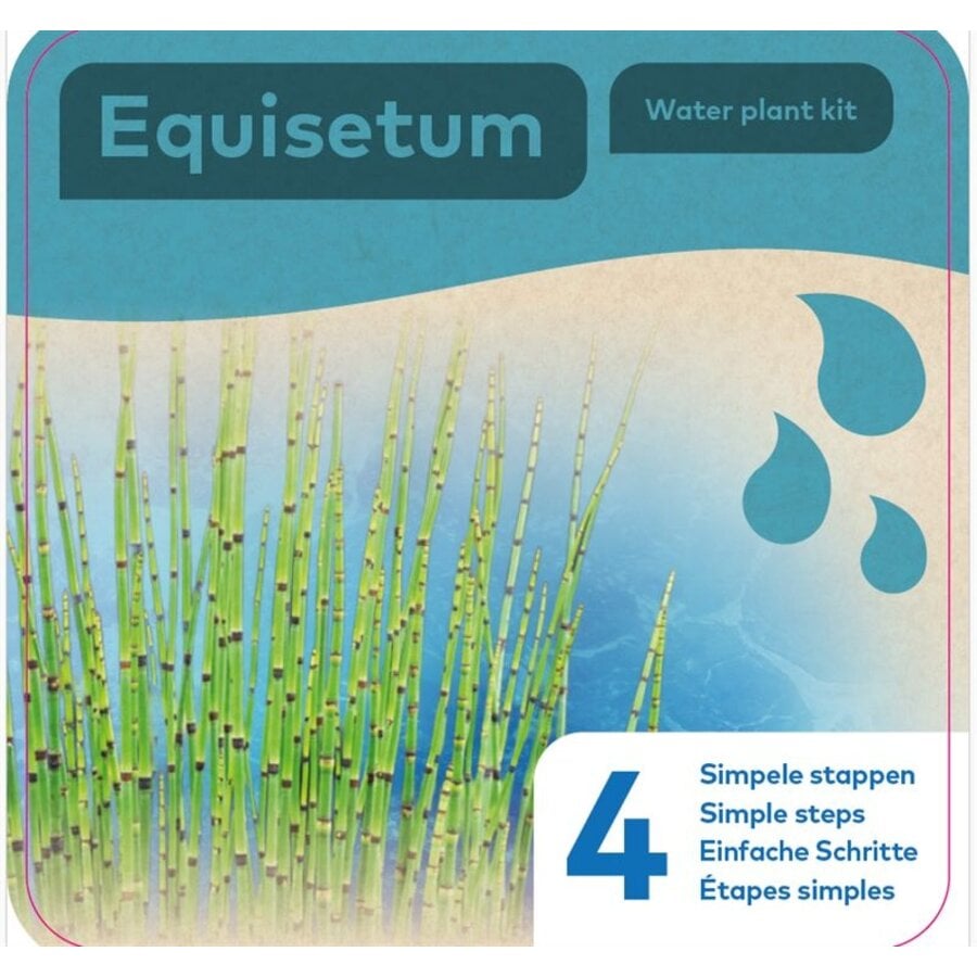 Droogverpakking Waterplant Equisetum