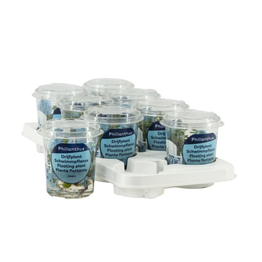 Phillanthus fluitans in beker Medium