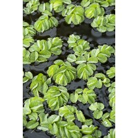 Salvinia Natans | Vlotvaren | Portie