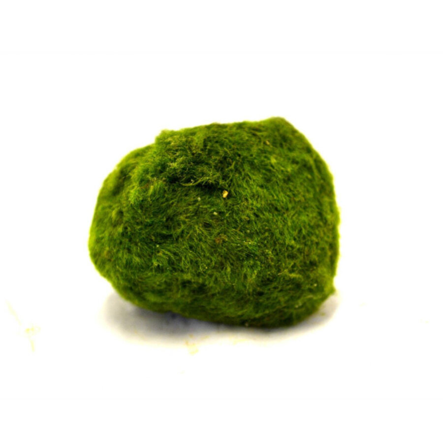 Chladophlora Mosbal L