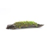 Javamos op driftwood (Vesicularia Dubyana) | Medium
