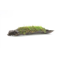 Javamos op driftwood (Vesicularia Dubyana) | Medium
