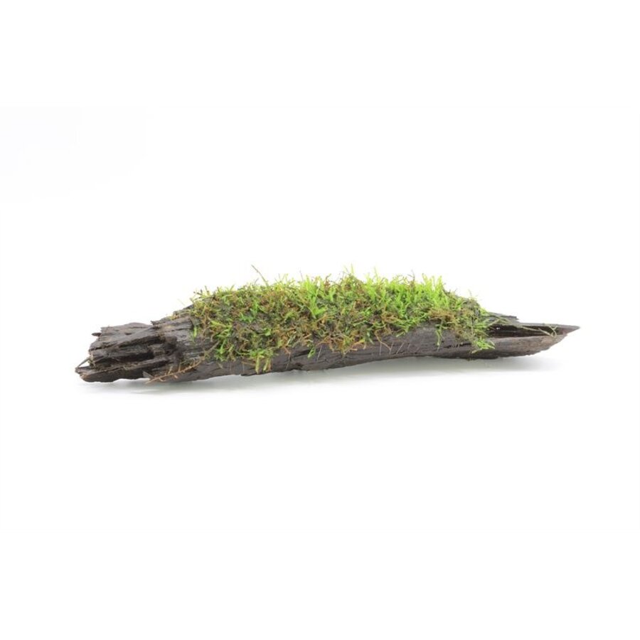 Javamos op driftwood (Vesicularia Dubyana) | Medium