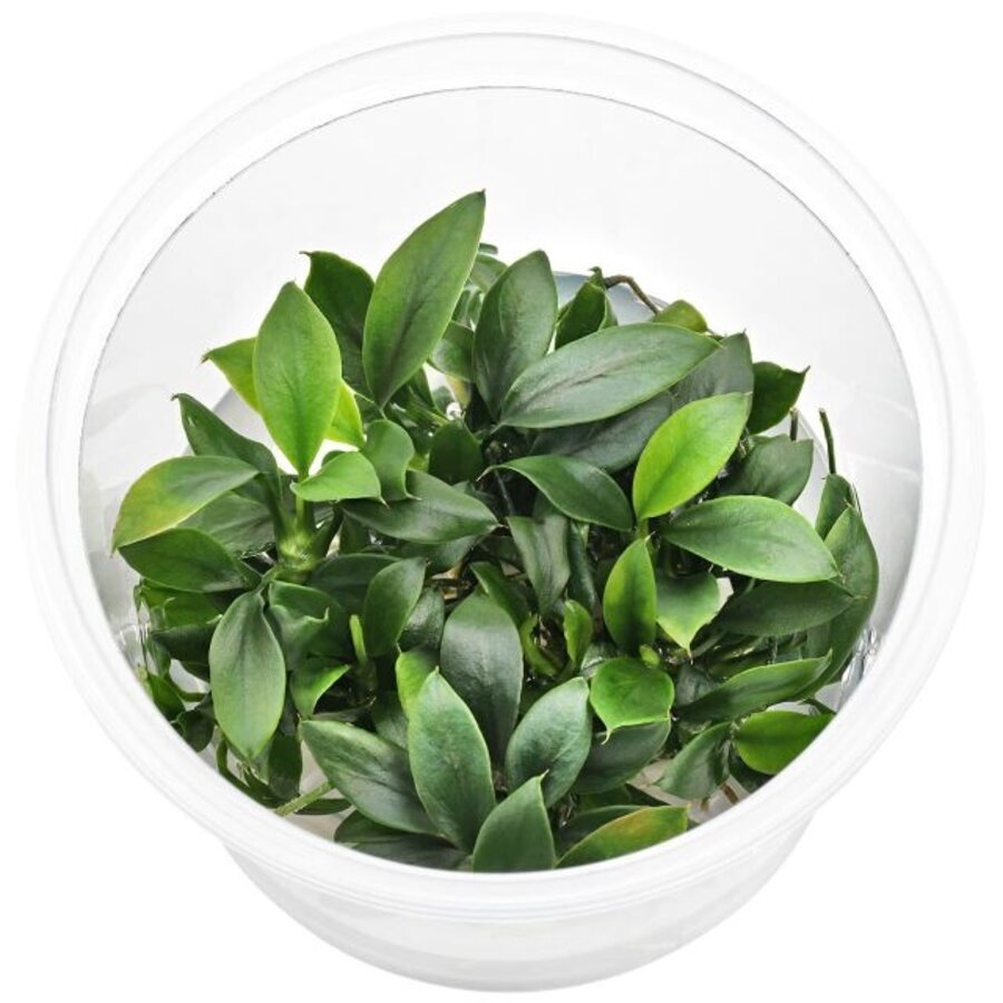 Anubias Nana Petite | Dwerg Speerblad | In vitro cup
