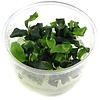 Bucephalandra Wavy Green | In vitro cup