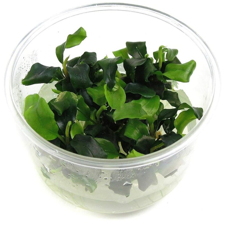 Bucephalandra Wavy Green | In vitro cup