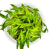 Cryptocoryne Wendtii 'Green Gecko - In Vitro Cup