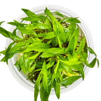 Cryptocoryne Wendtii 'Green Gecko - In Vitro Cup