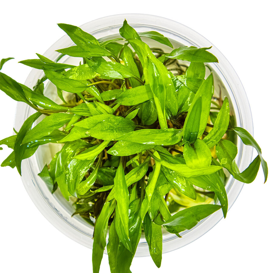 Cryptocoryne Wendtii 'Green Gecko - In Vitro Cup