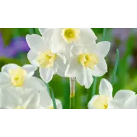 Narcissus jonquilla 'Pueblo' (jonquillanarcis) | geurende voorjaarsbloeier | 10–15 cm hoog | in 9 cm pot | voor tuin, balkon en terras