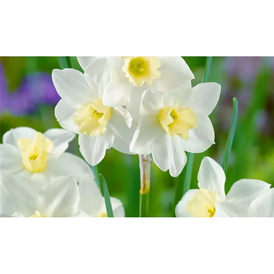 Narcissus jonquilla 'Pueblo' (jonquillanarcis) | geurende voorjaarsbloeier | 10–15 cm hoog | in 9 cm pot | voor tuin, balkon en terras