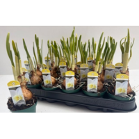 Narcissus jonquilla 'Pueblo' (jonquillanarcis) | geurende voorjaarsbloeier | 10–15 cm hoog | in 9 cm pot | voor tuin, balkon en terras