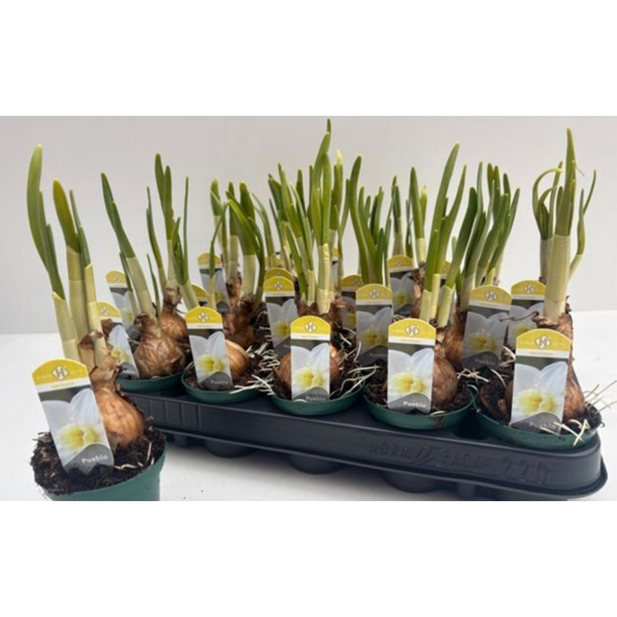 Narcissus jonquilla 'Pueblo' (jonquillanarcis) | geurende voorjaarsbloeier | 10–15 cm hoog | in 9 cm pot | voor tuin, balkon en terras