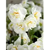 Narcissus Bridal Crown | 9 cm pot | ca. 15 cm hoog | 3 bollen per pot