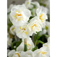 Narcissus 'Bridal Crown' (trosnarcis) | 3 bollen in 9 cm pot | ca. 15 cm hoog bij levering | Geurige dubbele bloei