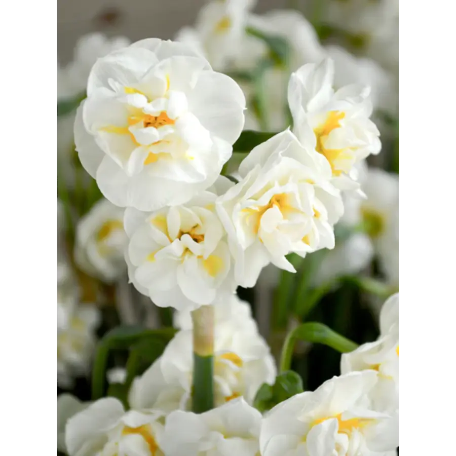 Narcissus 'Bridal Crown' (trosnarcis) | 3 bollen in 9 cm pot | ca. 15 cm hoog bij levering | Geurige dubbele bloei