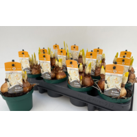 Narcissus 'Bridal Crown' (trosnarcis) | 3 bollen in 9 cm pot | ca. 15 cm hoog bij levering | Geurige dubbele bloei