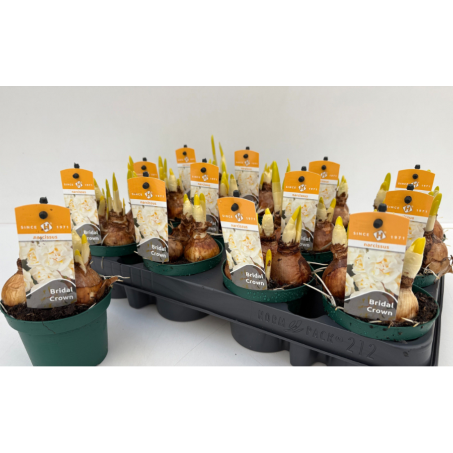 Narcissus 'Bridal Crown' (trosnarcis) | 3 bollen in 9 cm pot | ca. 15 cm hoog bij levering | Geurige dubbele bloei