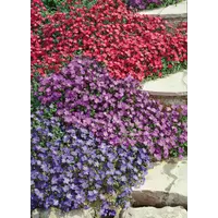 Aubrieta (blauwkussen) mix | gemengde kleuren | 12 cm pot | ca. 15 cm hoog bij levering | lage bodembedekker voor tuin, balkon en terras