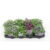 Aubrieta | Blauwkussen mix (gemengde kleuren) | 12 cm pot | 15 cm hoog | per stuk