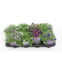 Aubrieta (blauwkussen) mix | gemengde kleuren | 12 cm pot | ca. 15 cm hoog bij levering | lage bodembedekker voor tuin, balkon en terras