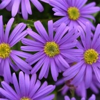 Brachycome 'Brasco Violet' | Violetblauwe bloeier | 10 cm pot | ca. 10–15 cm hoog | Voor balkon en border