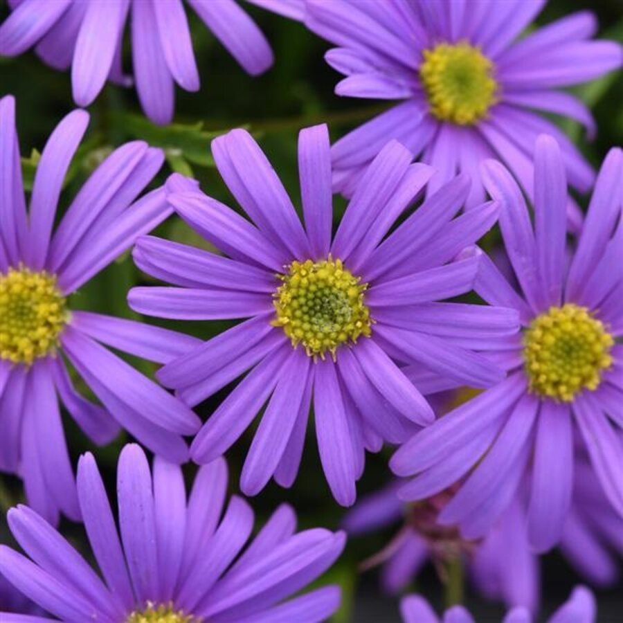 Brachycome 'Brasco Violet' | Violetblauwe bloeier | 10 cm pot | ca. 10–15 cm hoog | Voor balkon en border