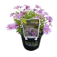 Brachycome 'Brasco Violet' | Violetblauwe bloeier | 10 cm pot | ca. 10–15 cm hoog | Voor balkon en border