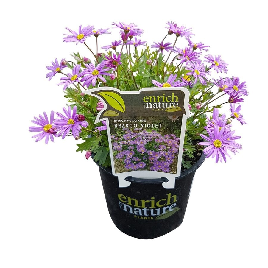 Brachycome 'Brasco Violet' | Violetblauwe bloeier | 10 cm pot | ca. 10–15 cm hoog | Voor balkon en border