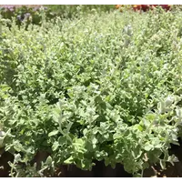 Helichrysum microphyllum 'Silver Mist' | ca. 15 cm hoog | In 10 cm pot | Zilvergrijs sierblad voor pot en border