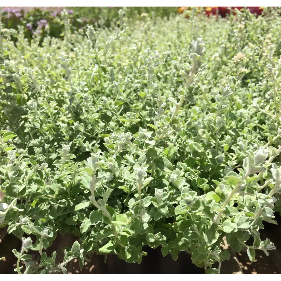 Helichrysum microphyllum 'Silver Mist' | ca. 15 cm hoog | In 10 cm pot | Zilvergrijs sierblad voor pot en border