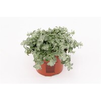 Helichrysum microphyllum 'Silver Mist' | ca. 15 cm hoog | In 10 cm pot | Zilvergrijs sierblad voor pot en border