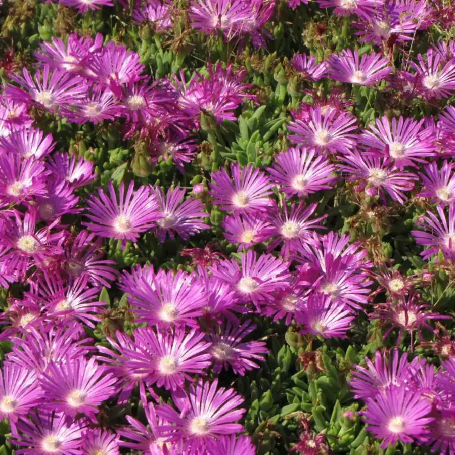 Delosperma sutherlandii (ijsbloem) | ca. 10 cm hoog | in 10 cm pot | vaste bodembedekker voor zon
