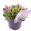 Delosperma sutherlandii | ijsbloem | 10 cm pot | ca. 10 cm hoog