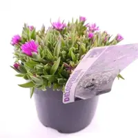 Delosperma sutherlandii (ijsbloem) | ca. 10 cm hoog | in 10 cm pot | vaste bodembedekker voor zon
