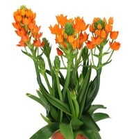 Ornithogalum dubium (oranje ster | vogelmelk) | 20 cm hoog | In 10 cm pot | Compact bolgewas met felle bloei
