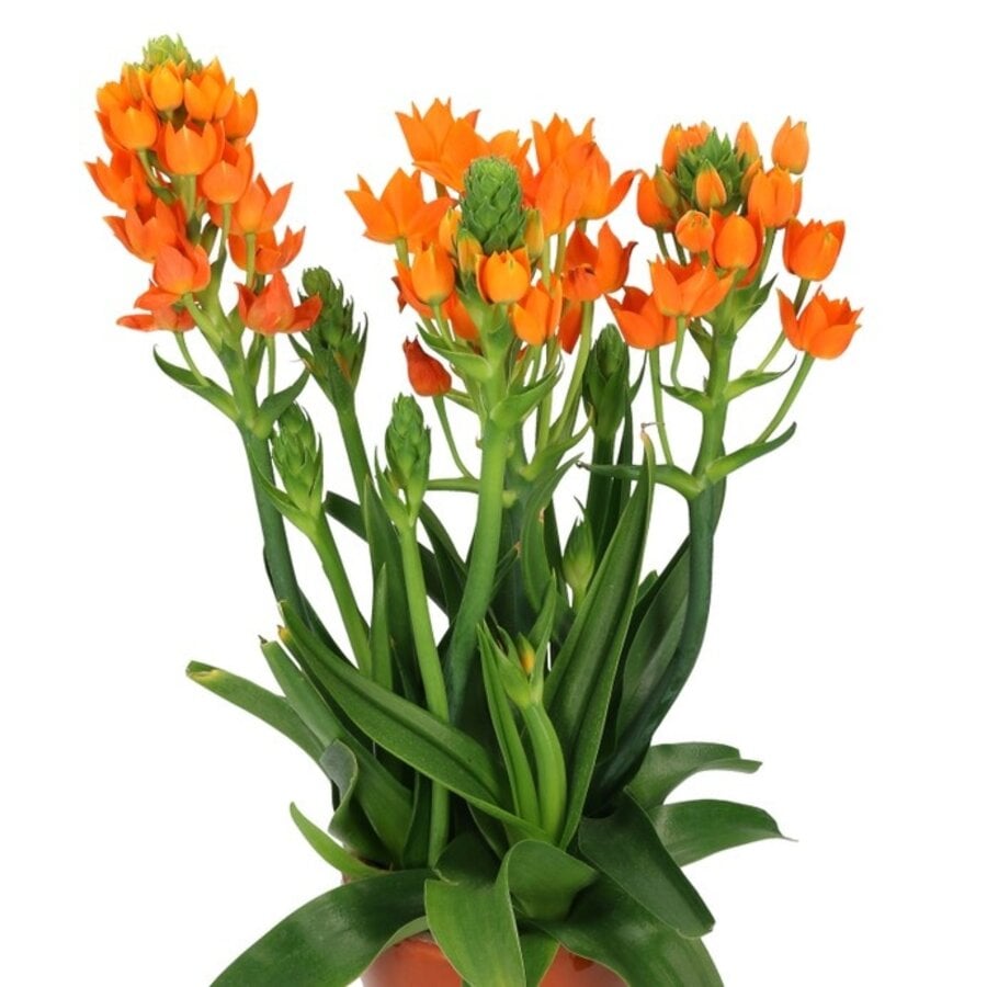 Ornithogalum dubium (oranje ster | vogelmelk) | 20 cm hoog | In 10 cm pot | Compact bolgewas met felle bloei